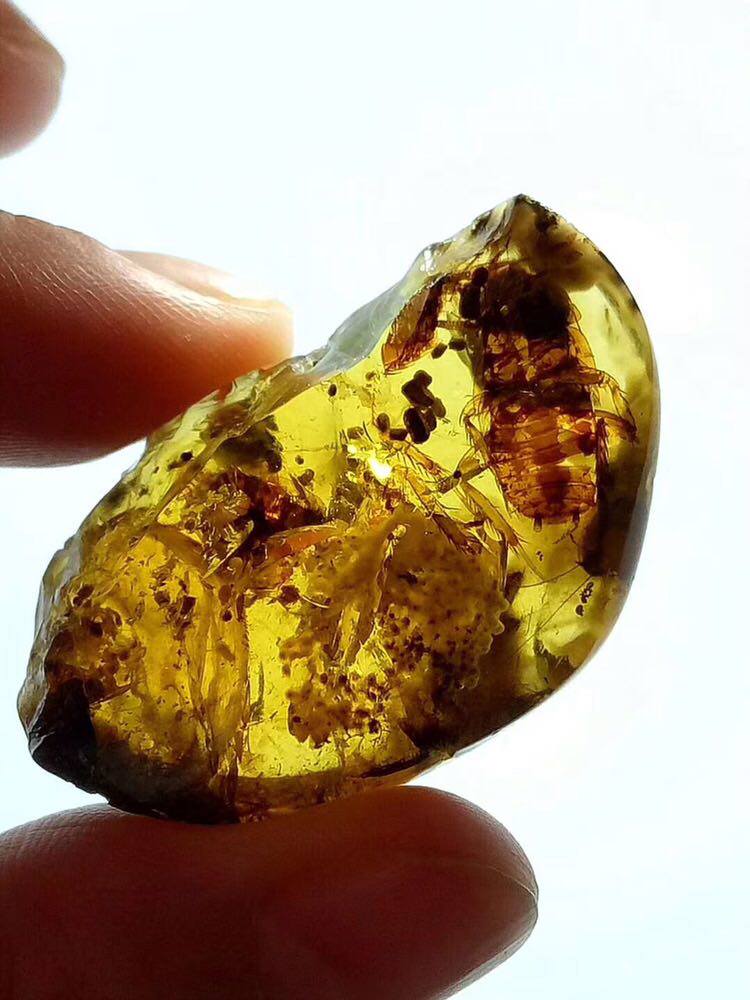 【素缘】缅甸纯天然虫珀吊坠0407 14琥珀带蜚蠊窝虫卵标本原石