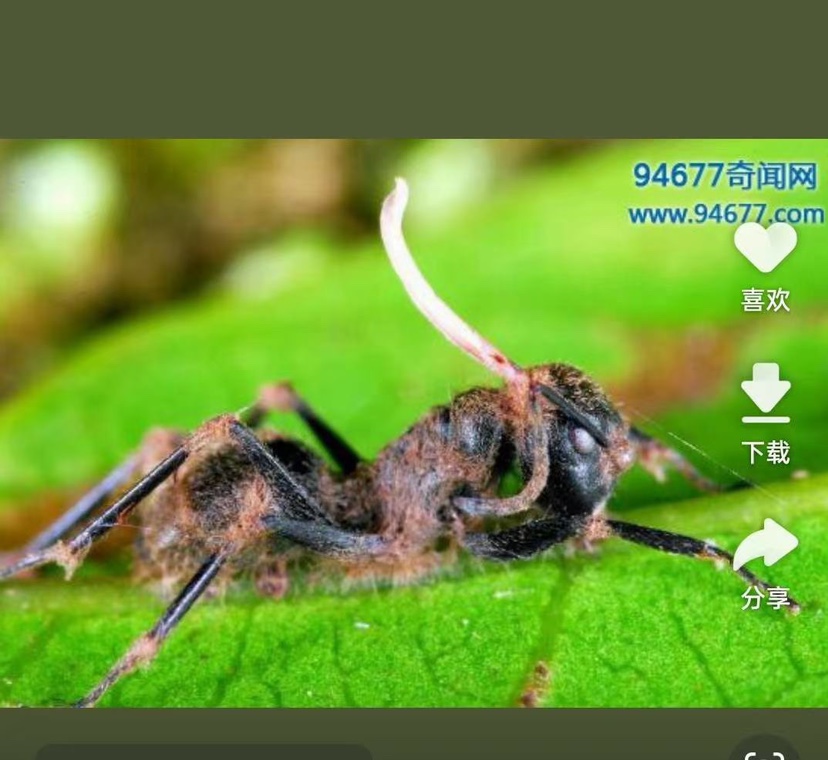 素缘缅甸天然虫珀吊坠0812 63琥珀带寄生虫标本化石原石坠子戒面