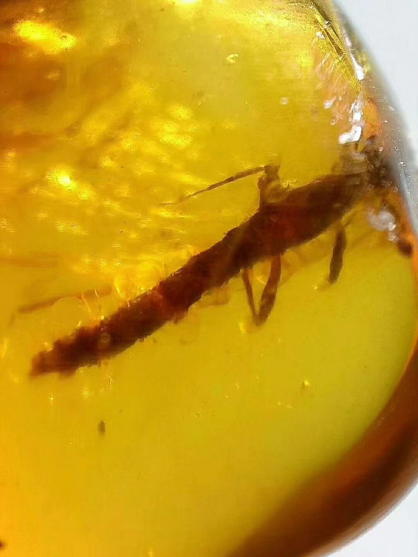 【素缘】缅甸纯天然虫珀吊坠0421 25琥珀带拟蝎蛉标本挂件戒面