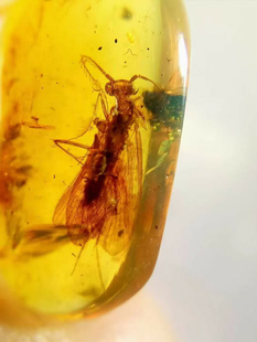 素缘缅甸天然虫珀吊坠1230 42琥珀带栉角石蛾标本化石原矿