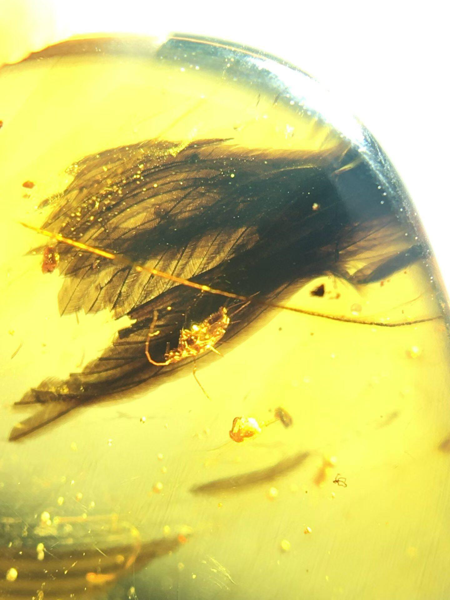 素缘缅甸天然虫珀吊坠0402琥珀带羽毛标本化石原矿坠子