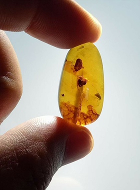 素缘缅甸天然虫珀吊坠0625 177琥珀带白蚁甲虫标本化石原石