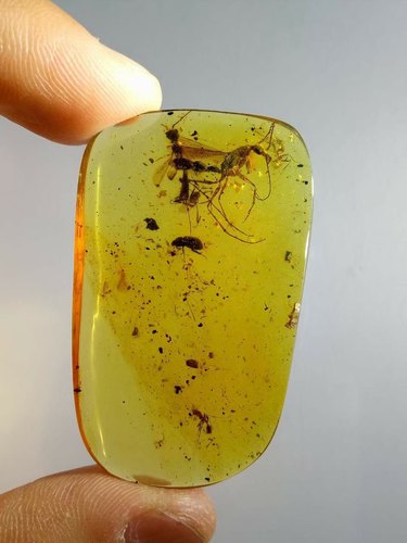 素缘缅甸天然虫珀吊坠0521琥珀带驼蚁标本化石原石坠子挂件戒面