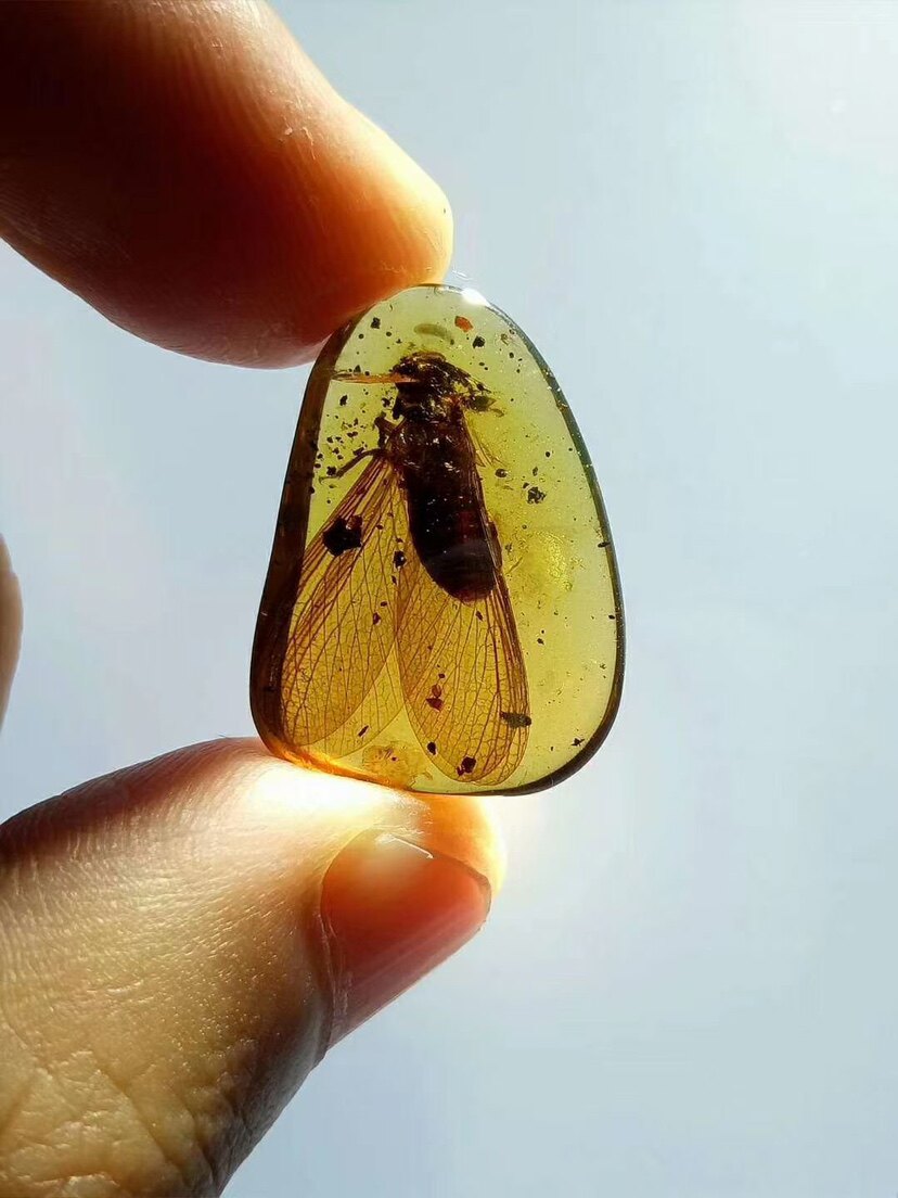 【素缘】缅甸纯天然虫珀吊坠0502 24琥珀带澳白蚁标本挂件戒面