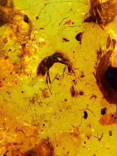 素缘缅甸天然虫珀吊坠0124 94琥珀带苔甲植物种子标本化石原石