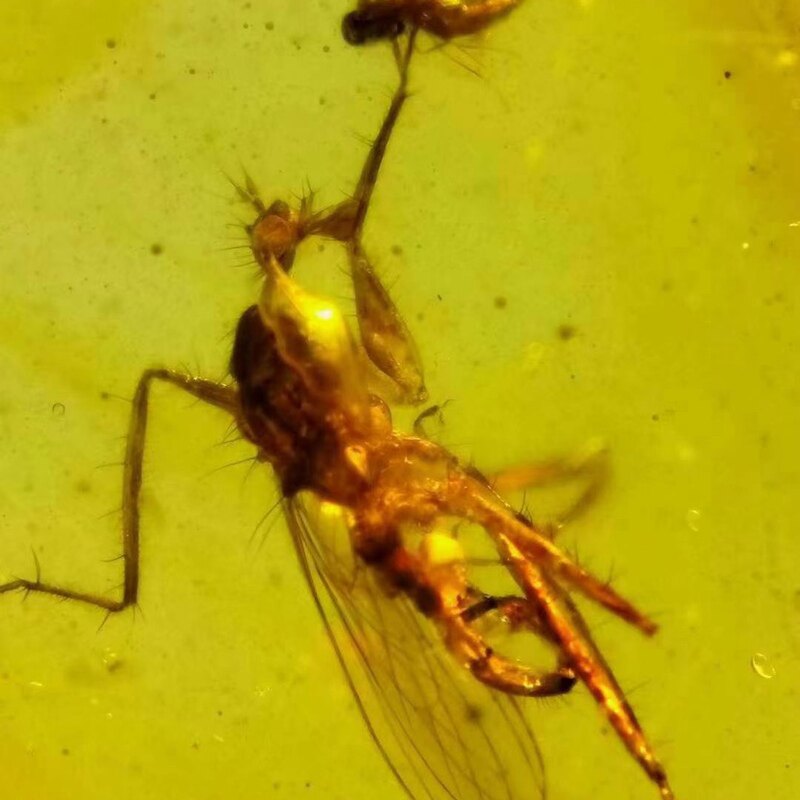 素缘缅甸天然虫珀吊坠0418 18琥珀带食虫虻捕食标本化石原石坠子
