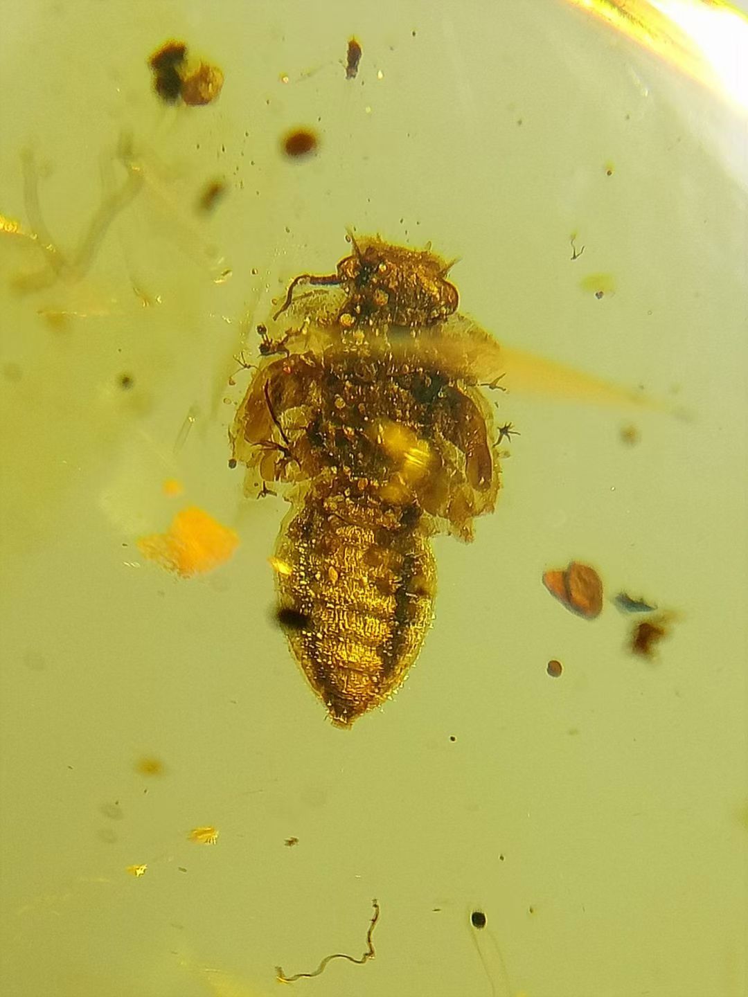 素缘缅甸天然虫珀吊坠0925琥珀带蜚蠊羽化标本化石原矿坠子