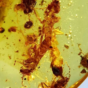 素缘缅甸天然虫珀吊坠0124 133琥珀带蠼螋标本化石原矿坠子