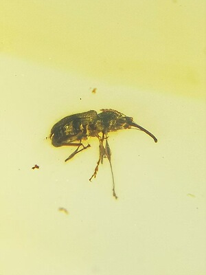 素缘缅甸天然虫珀吊坠0627琥珀带象甲标本化石原矿坠子挂件