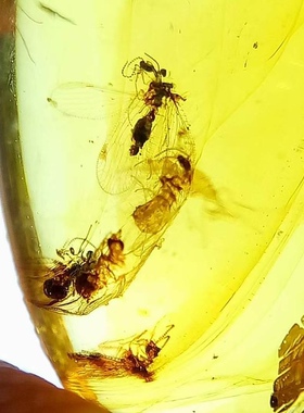 素缘缅甸天然虫珀吊坠0124 177琥珀带虫窝蛉标本化石原矿坠子