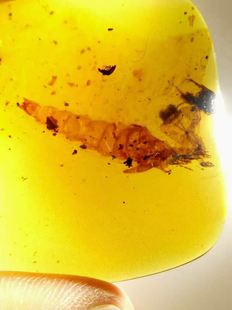 素缘缅甸天然虫珀吊坠0912 01琥珀带蛇蛉羽化标本化石原矿坠子