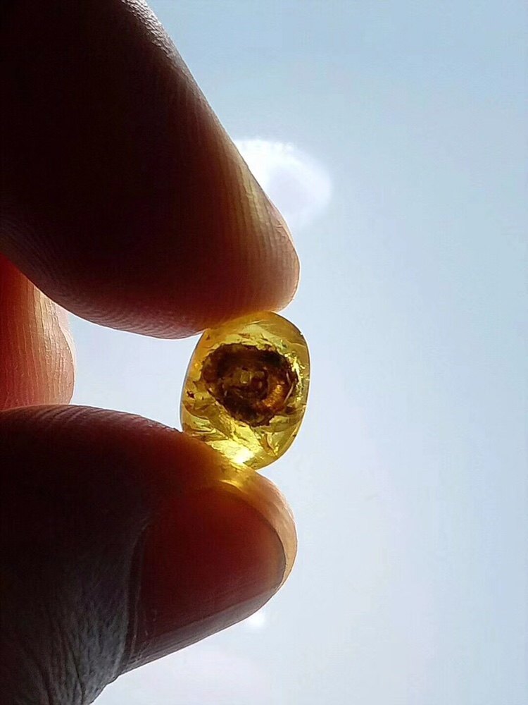 【素缘】缅甸纯天然虫珀戒指0503 25琥珀带原始蜗牛标本原石戒面