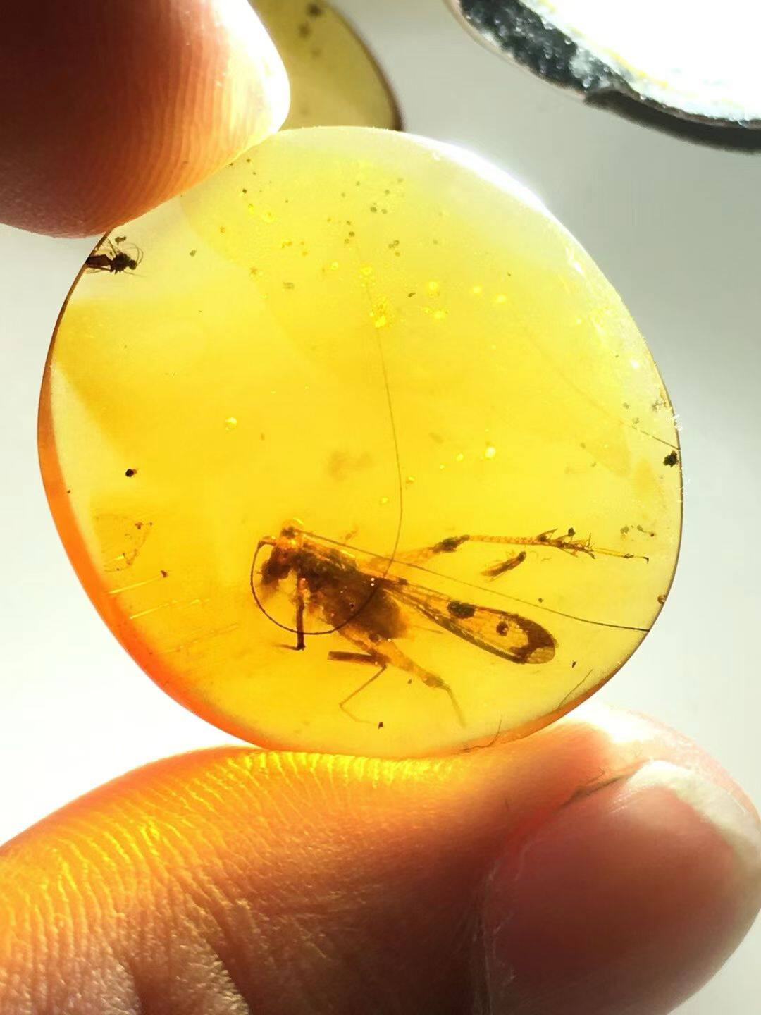 缅甸天然琥珀虫珀，精品灭绝种短脉螽
