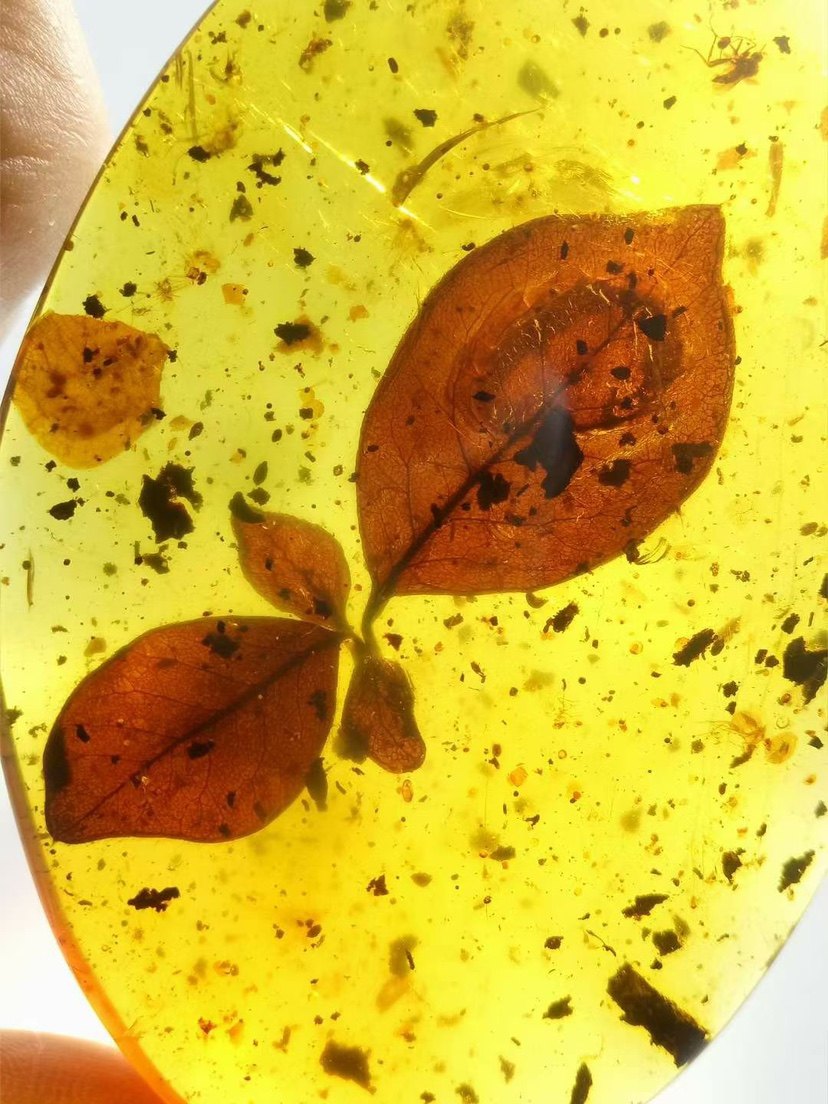素缘缅甸天然虫珀吊坠0521琥珀带植物红叶标本化石原石坠子挂件