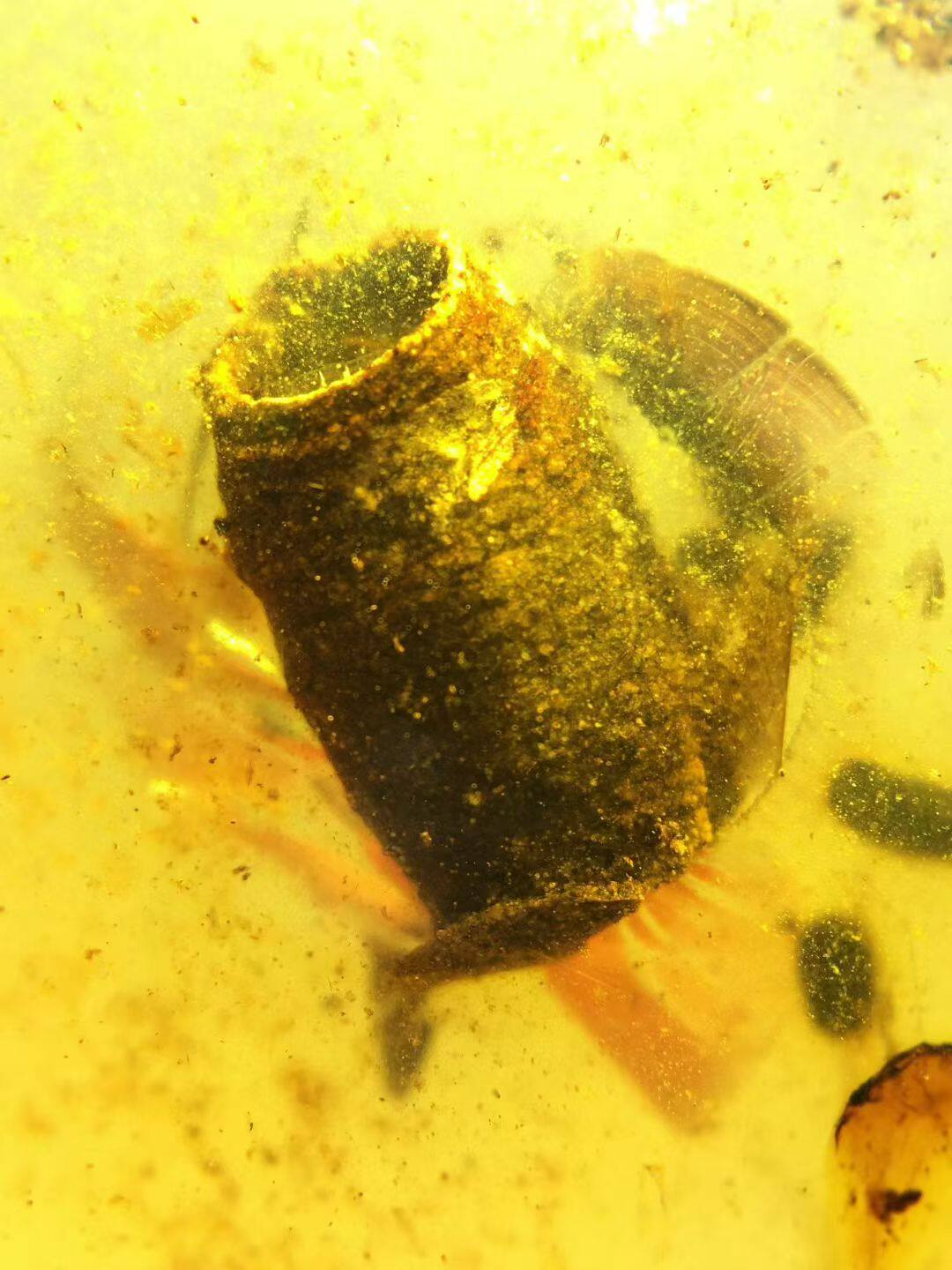 素缘缅甸天然虫珀吊坠0327琥珀带蜂巢标本化石原矿坠子挂件