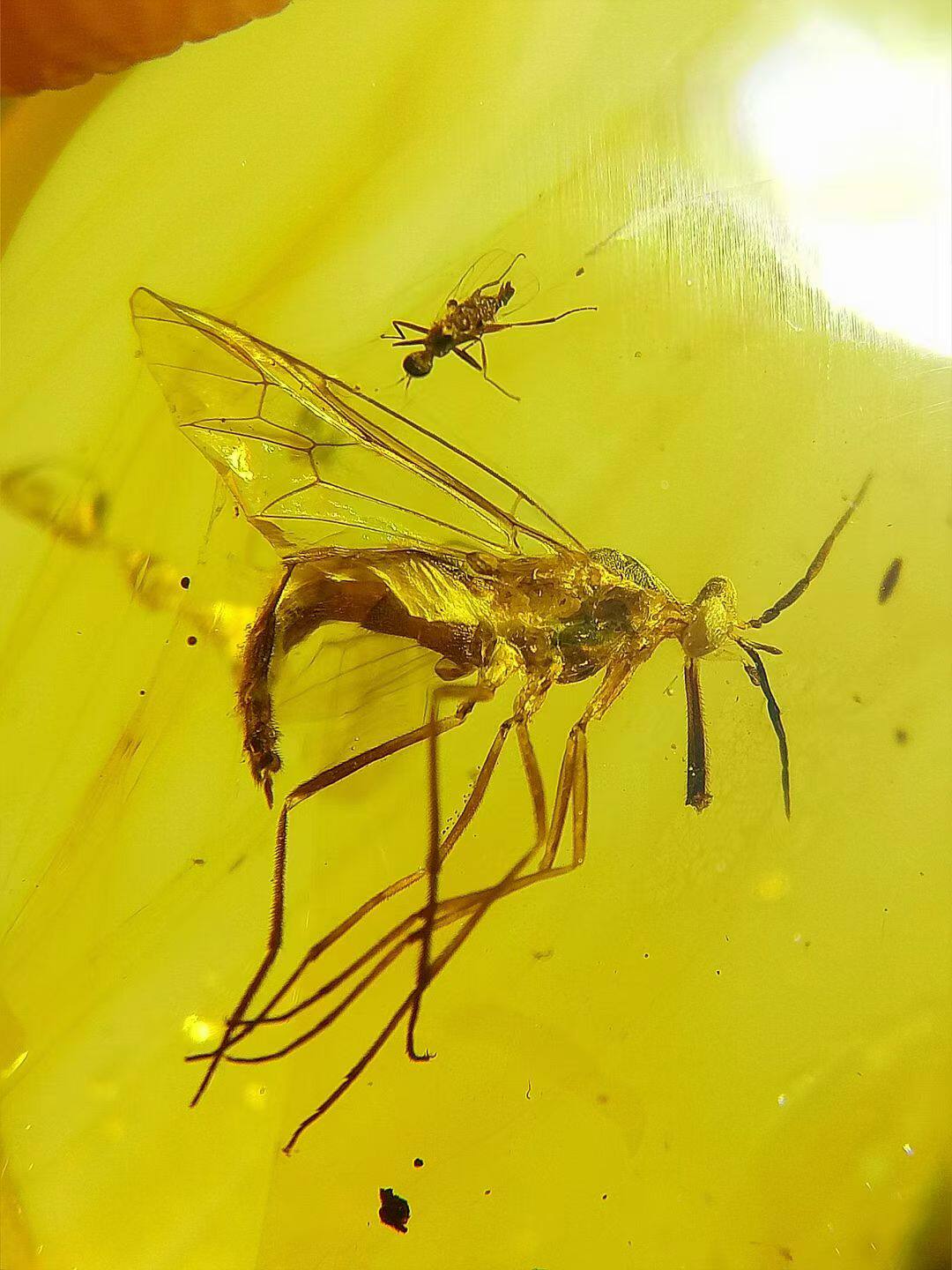 素缘缅甸天然虫珀吊坠0417琥珀带虻标本化石原矿坠子