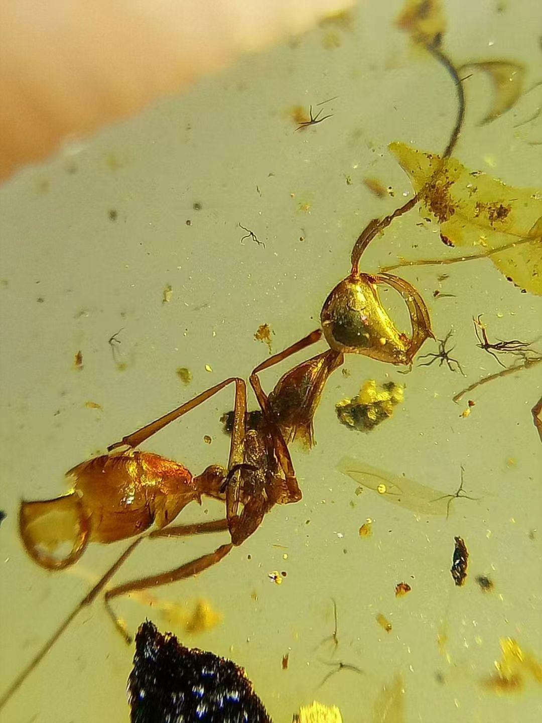 素缘缅甸天然虫珀吊坠0727 57琥珀带黑帝斯猛蚂蚁标本化石原矿