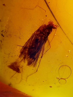 素缘缅甸天然虫珀吊坠0625 130琥珀带石蛾标本化石原石坠子戒面