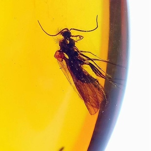 素缘缅甸天然虫珀吊坠0124 176琥珀带石蛾标本化石原矿坠子挂件