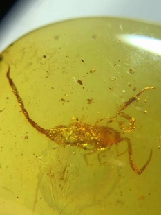 素缘缅甸天然虫珀吊坠1229琥珀带蝎子标本化石原石坠子挂件戒面