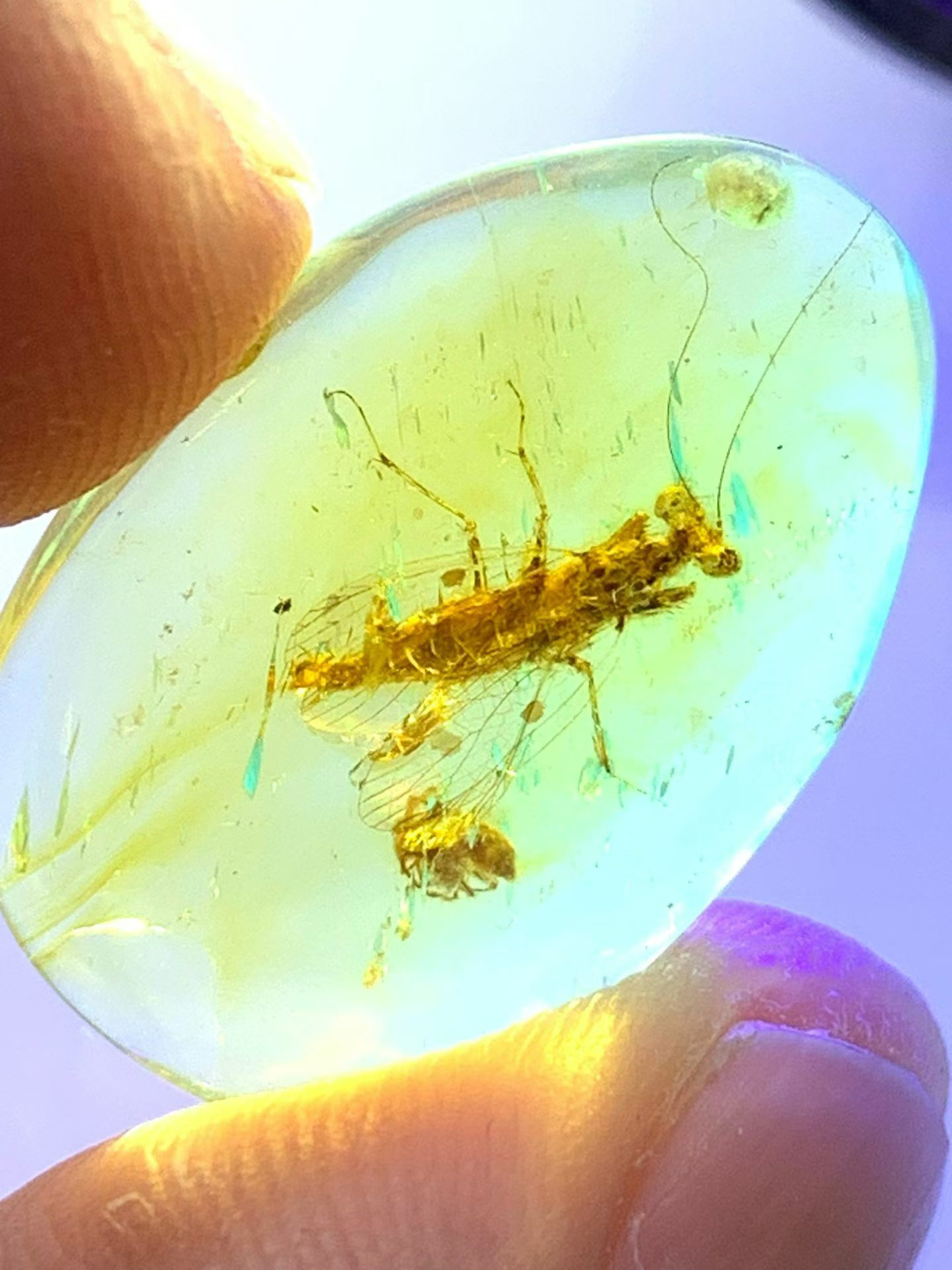 素缘缅甸天然虫珀吊坠0610琥珀带展翅螳螂成虫标本化石原矿