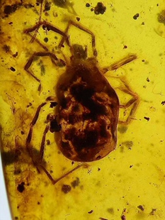 素缘缅甸天然虫珀吊坠0521 41琥珀带蜱虫蠼螋标本化石原石坠子