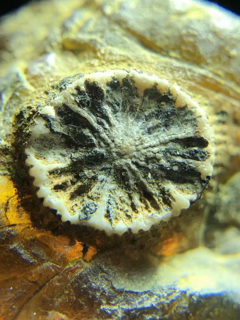 素缘缅甸天然虫珀吊坠1218琥珀带海葵标本化石原石坠子挂件