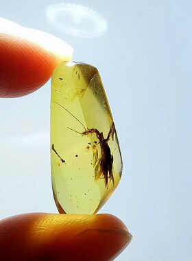 素缘缅甸天然虫珀吊坠0105 11琥珀带石蝇标本化石原矿坠子挂件