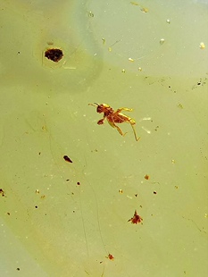 素缘缅甸天然虫珀吊坠0625 200琥珀带蝼蛄标本化石原石坠子