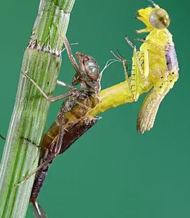 素缘缅甸天然虫珀吊坠0529琥珀带蛇蛉羽化标本化石原矿坠子