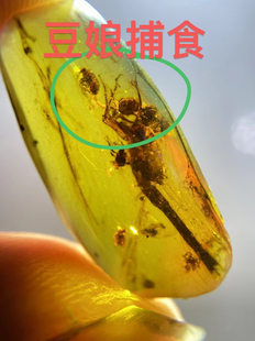 素缘缅甸天然虫珀吊坠0413琥珀带豆娘捕食标本化石原矿坠子