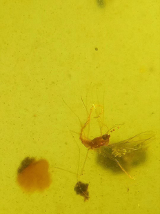 素缘缅甸天然虫珀吊坠0519琥珀带蛇蛉羽化标本化石原矿坠子