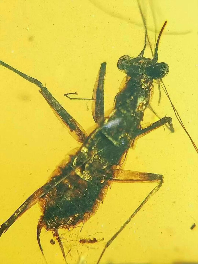 素缘缅甸天然虫珀吊坠0521 69琥珀带螳螂标本化石原石坠子挂件