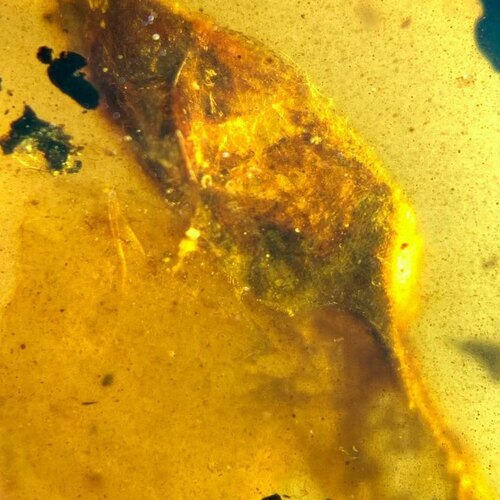 素缘缅甸天然虫珀吊坠1031 36琥珀带蜥蜴标本化石原石坠子挂件