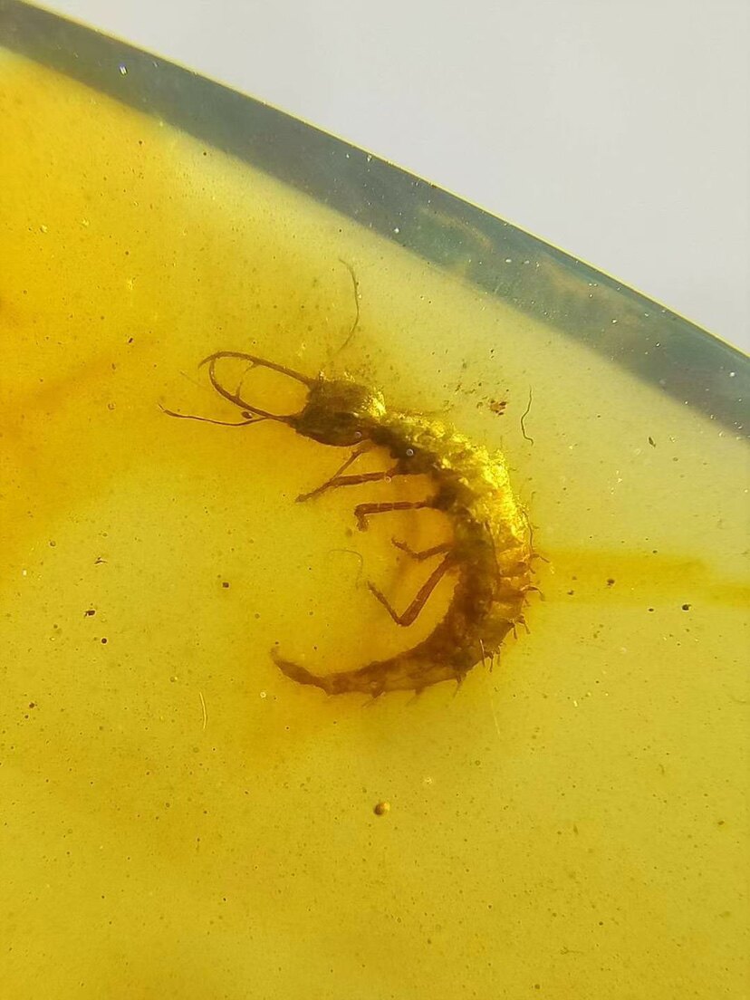 素缘缅甸天然虫珀吊坠0521琥珀带蛉幼虫标本化石原石坠子戒面