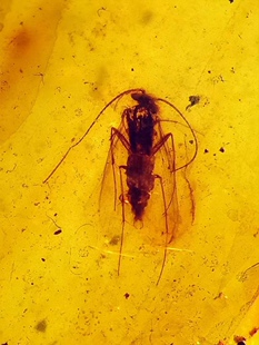 【素缘】缅甸天然虫珀吊坠0625 117琥珀带石蛾蜜蜂标本化石原石