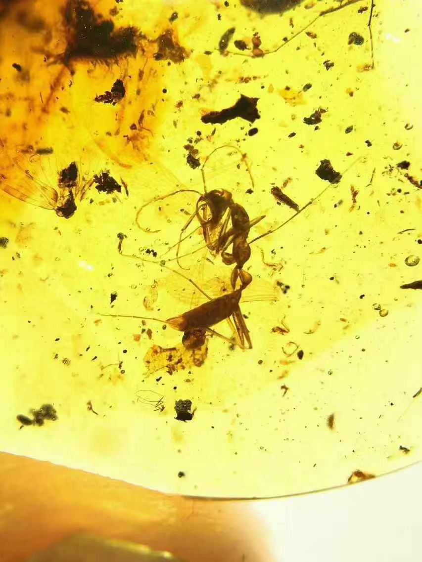 素缘缅甸天然虫珀吊坠0127琥珀带黑帝斯猛蚂蚁标本化石原矿坠子