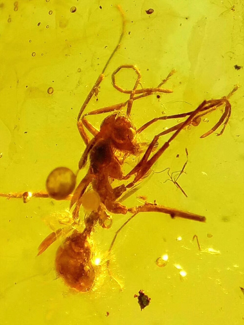 【素缘】缅甸纯天然虫珀戒指0415 27琥珀带原始蚂蚁蜚蠊标本原石