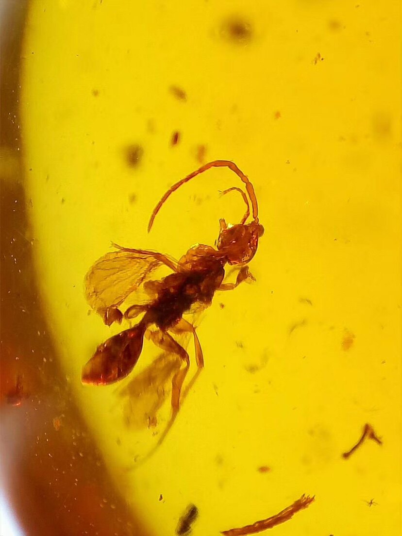 【素缘】缅甸纯天然虫珀吊坠1002 81琥珀带蜂甲虫植物标本挂件