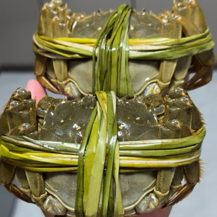 精品公母 顺丰 鲜活大闸蟹母3.3 4.7两礼盒装 包邮 3.7两公4.3