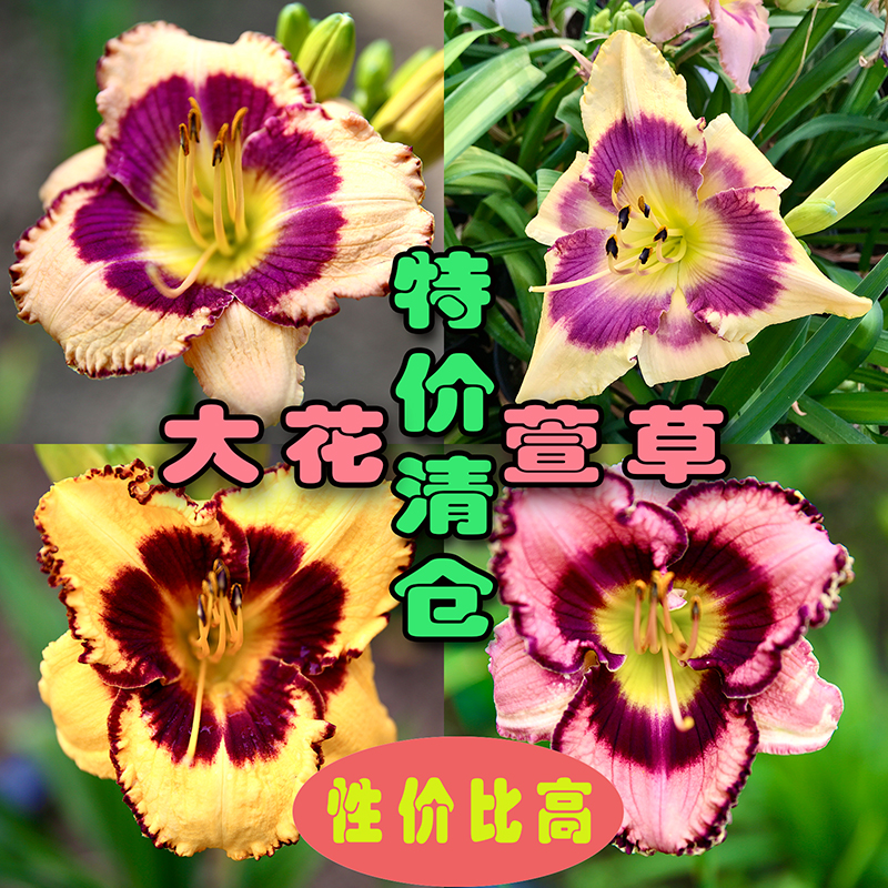 特价大花萱草多年生宿根花卉植物