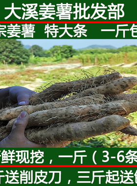 正宗姜薯 潮汕特产姜茨 新鲜现挖大溪特大条姜署茨甜汤一斤包邮