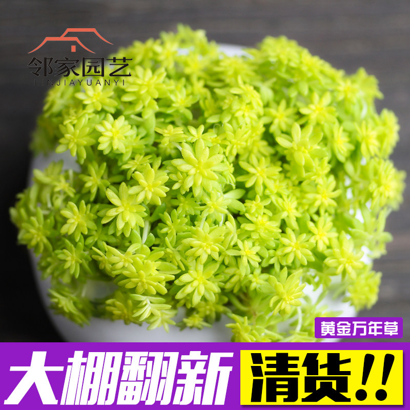 黄金万两多肉 价格 怎么样 图片