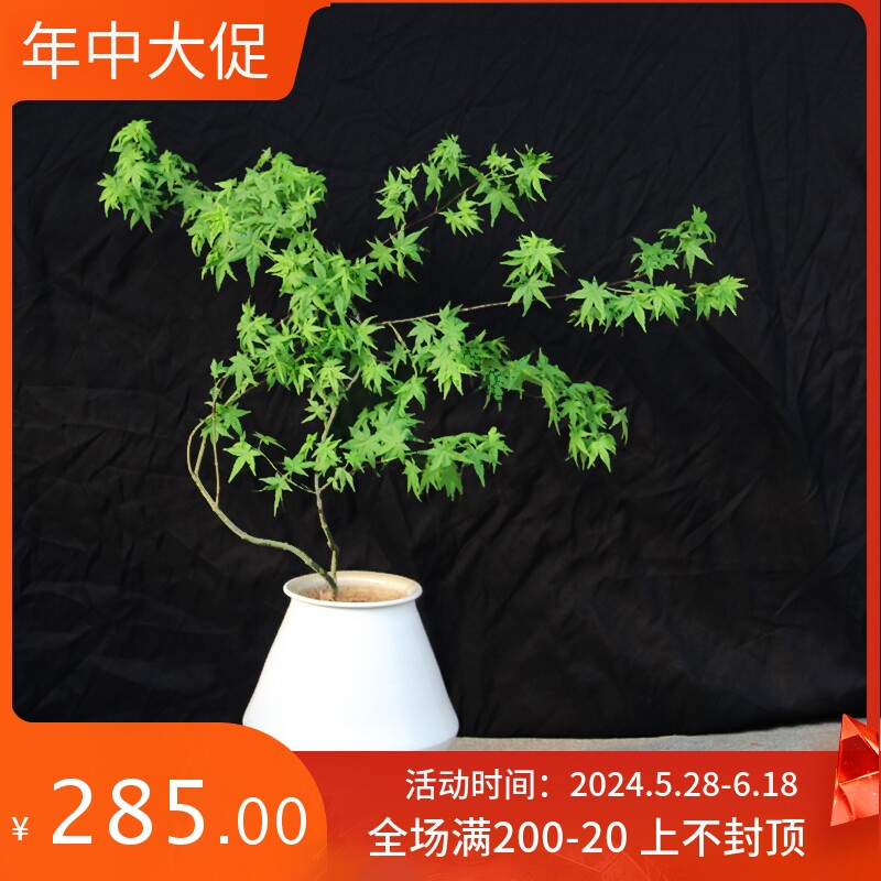 流泉枫网红枫树苗盆景盆栽花园阳台庭院日本红枫槭树植物招财树图片
