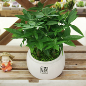 发财树桌面小盆景新品 耐阴好养办公桌室内小盆栽易活耐旱四季 常绿