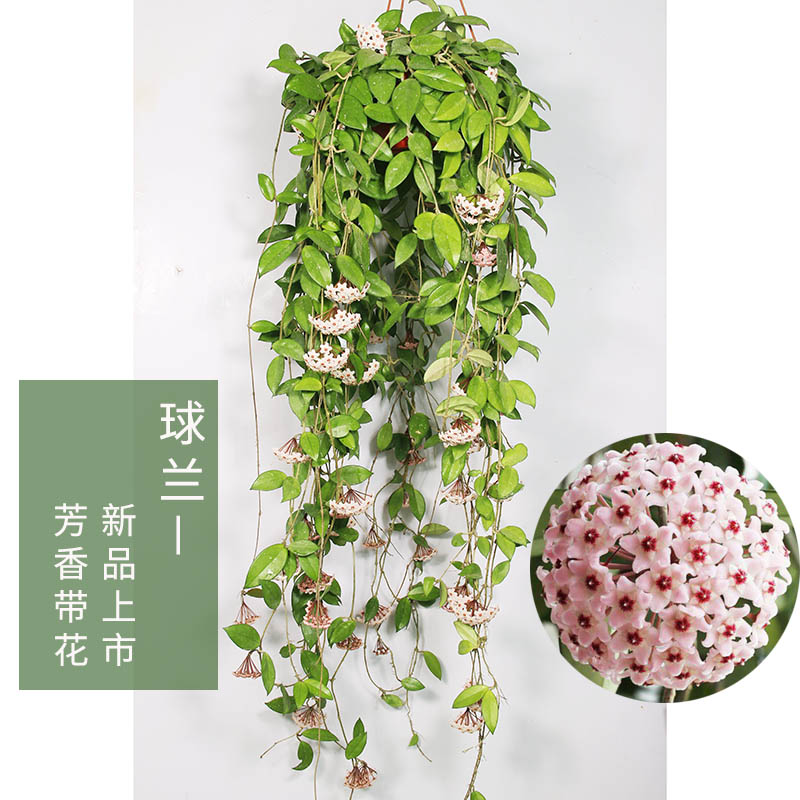 球兰阳台室内攀爬观花带花苞大苗喜阴植物好养垂吊绿植带香味花