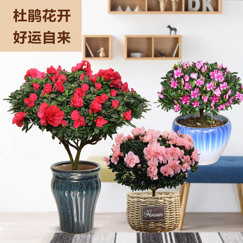 盆栽老桩好养窗台冬季杜鹃花冬季