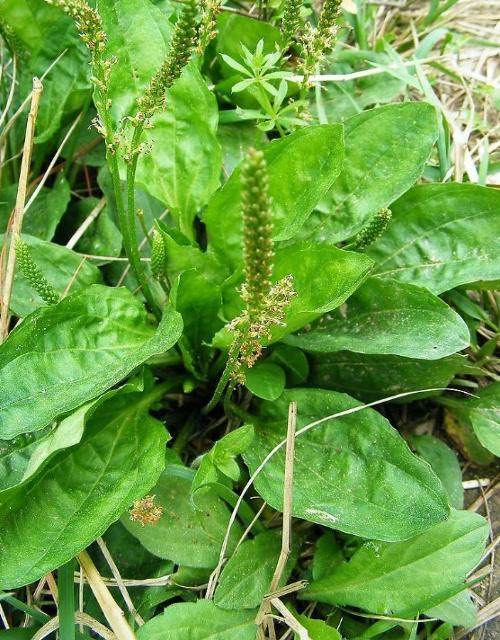 云南边境车前草五根草车轮菜车咕噜菜赖蛤蟆叶高黎贡山野生500g
