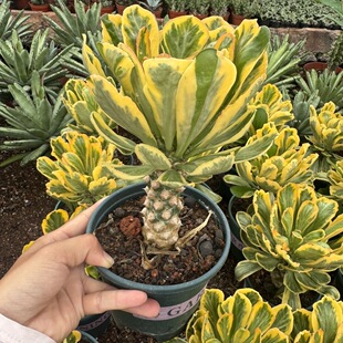 扇贝麒麟锦大戟科自然色植物盆栽室内阳台办公室花卉绿植好养活