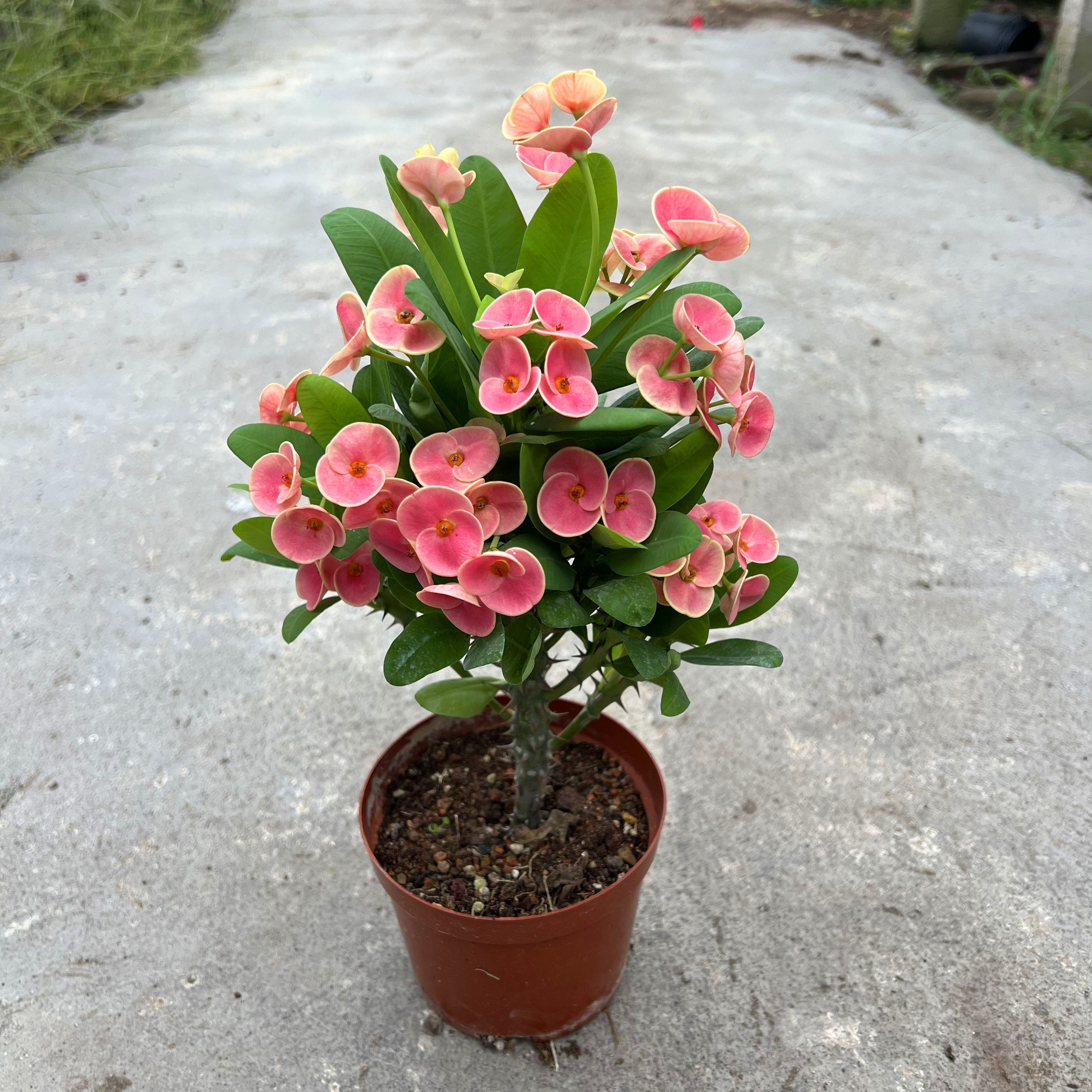 进口铁海棠盆栽粉花虎刺梅带花苞多季开花不断花卉室内阳台庭院